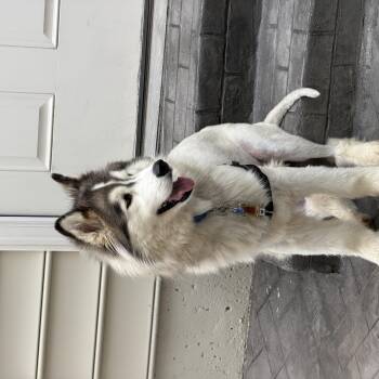 Nanoook -  Siberian Husky Dog for Adoption in Berryville, Virginia - Nanoook | PetCurious