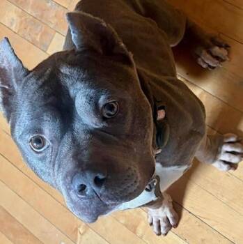 Grizz -  Pit Bull Terrier Dog for Adoption in Chicago, Illinois - Grizz | PetCurious