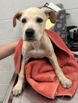 Strudel -  Labrador Retriever and Mixed Breed Dog for Adoption in Kansas City, Missouri - Strudel | PetCurious