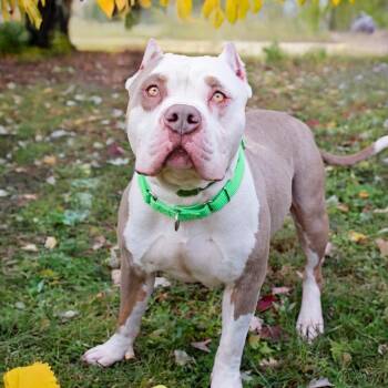Rescue Pit Bull Terrier Dogs for Adoption in Belleville, Illinois - Eeyore | PetCurious