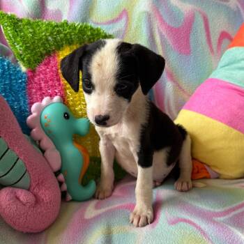 Watermelon -  Terrier and Beagle Dog for Adoption in Normal, Illinois - Watermelon | PetCurious