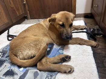 Rescue Black Mouth Cur Dogs for Adoption in Edmonton, Alberta - Tyrone | PetCurious
