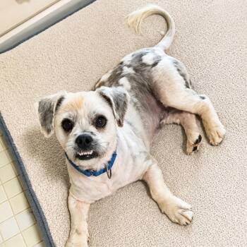 Chance -  Lhasa Apso and Mixed Breed Dog for Adoption in Corpus Christi, Texas - Chance | PetCurious