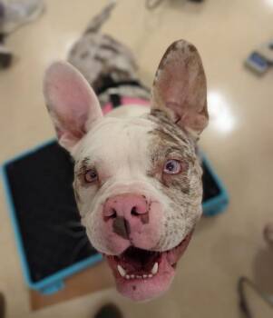 Piglet -  French Bulldog Dog for Adoption in Santa Rosa, California - Piglet | PetCurious