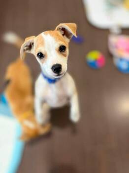 Moose -  Chihuahua Dog for Adoption in Colorado Springs, Colorado - Moose | PetCurious