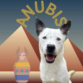 Rescue Husky Dogs for Adoption in Watertown, New York - Anubis | PetCurious