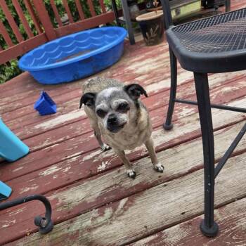 Lucy D12539 -  Pug and Chihuahua Dog for Adoption - Lucy D12539 | PetCurious