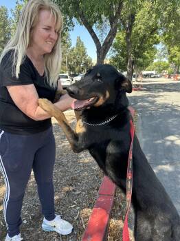 German Shepherd Dog Dogs Available for Adoption - Jake | PetCurious