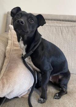 Mixed Breed Dogs Available for Adoption in Thousand Oaks, California - Snickers | PetCurious