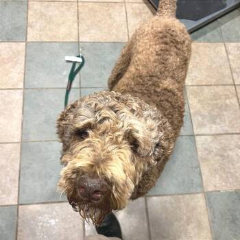 Mixed Breed Dogs Available for Adoption in Chattanooga, Tennessee - Golden | PetCurious