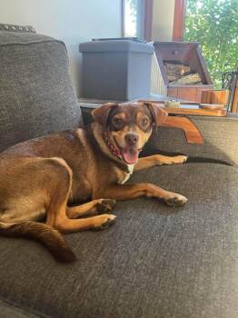 Brownie -  Mixed Breed Dog for Adoption in Clinton, Wisconsin - Brownie | PetCurious
