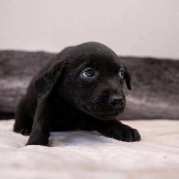Ash -  Rottweiler and Black Labrador Retriever Dog for Adoption in Portland, Oregon - Ash | PetCurious