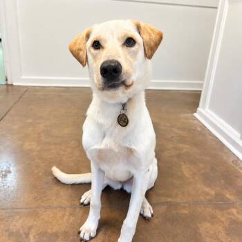 Sedona -  Yellow Labrador Retriever Dog for Adoption in Riverwoods, Illinois - Sedona | PetCurious