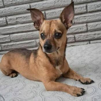 Chihuahua and Mixed Breed Dogs Available for Adoption - Uno | PetCurious