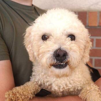 Taco -  Poodle Dog for Adoption in Carrollton, Texas - Taco | PetCurious