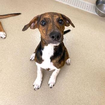 Deven -  Hound Dog for Adoption in Monroe, Georgia - Deven | PetCurious