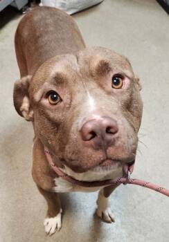 Rescue Mixed Breed Dogs for Adoption in Spartanburg, South Carolina - Wayne | PetCurious