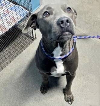 CILLA -  Pit Bull Terrier and Mixed Breed Dog for Adoption in Houston, Texas - CILLA | PetCurious
