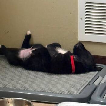 Pepe le Pew, Red Collar -  Australian Shepherd and Mixed Breed Dog for Adoption in Ada, Minnesota - Pepe Le Pew, Red Collar | PetCurious