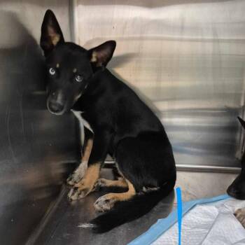 Zara 26-07-141 -  Australian Kelpie and Husky Dog for Adoption in Bastrop, Texas - Zara 26-07-141 | PetCurious