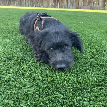 Terrier Dogs Available for Adoption in Cashmere, Washington - Towns | PetCurious