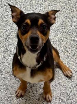 Guppie -  Chihuahua and Pug Dog for Adoption in Waunakee, Wisconsin - Guppie | PetCurious