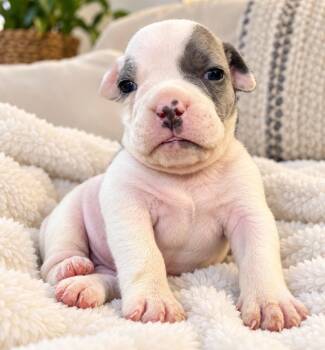 Astoria -  English Bulldog Dog for Adoption in Corona, California - Astoria | PetCurious