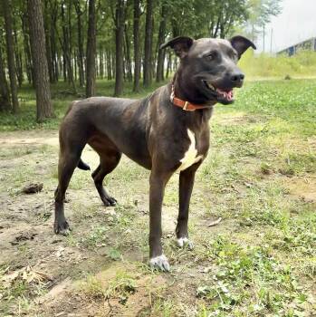 Rescue Jack Russell Terrier Dogs for Adoption in Longview, Texas - Star | PetCurious