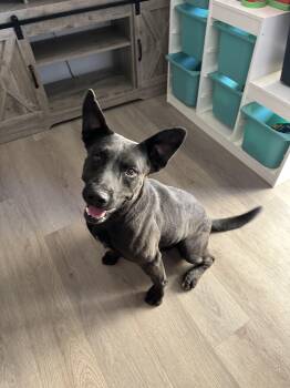 Rescue Shepherd and Cattle Dog Dogs for Adoption in Arvada, Colorado - Xander | PetCurious