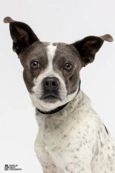 Pit Bull Terrier and Border Collie Dogs Available for Adoption in Hoffman Estates, Illinois - Koa | PetCurious
