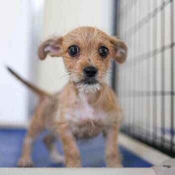 Dulu -  Terrier Dog for Adoption in Bradenton, Florida - Dulu | PetCurious