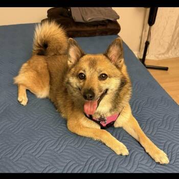 Shiba Inu and Mixed Breed Dogs Available for Adoption in Hagerstown, Maryland - Foxy | PetCurious