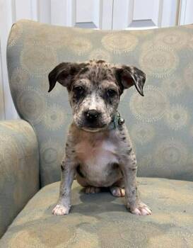 Harper -  Catahoula Leopard Dog Dog for Adoption in West Peoria, Illinois - Harper | PetCurious