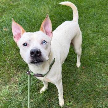 Sebastian -  Husky and Mixed Breed Dog for Adoption in Dayton, Ohio - Sebastian | PetCurious