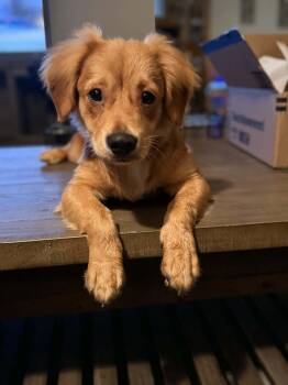 Rescue Dachshund Dogs for Adoption in Georgetown, California - Stitch | PetCurious