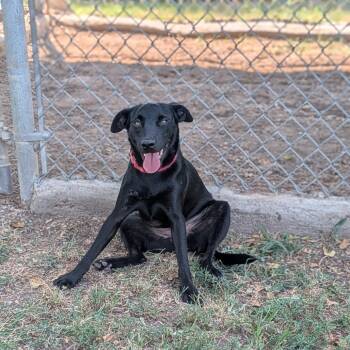 D-Shenzi -  Mixed Breed Dog for Adoption in Tulsa, Oklahoma - D-Shenzi | PetCurious