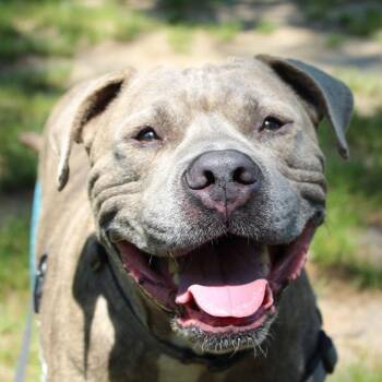 Goku -  American Staffordshire Terrier Dog for Adoption in Nantucket, Massachusetts - Goku | PetCurious