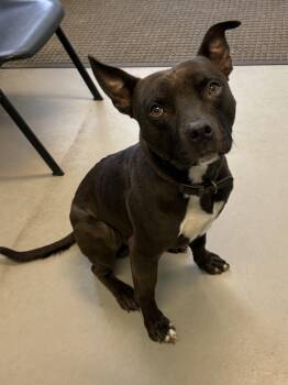 Rescue Mixed Breed Dogs for Adoption in Big Rapids, Michigan - Blue | PetCurious