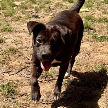 Mixed Breed Dogs Available for Adoption in Centerville, Tennessee - Pocket Penny | PetCurious