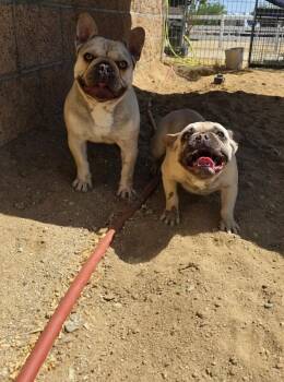 French Bulldog Dogs Available for Adoption in Severance, Colorado - Maxx | PetCurious
