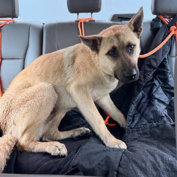 Toby -  Shepherd Dog for Adoption in Sand Springs, Oklahoma - Toby | PetCurious