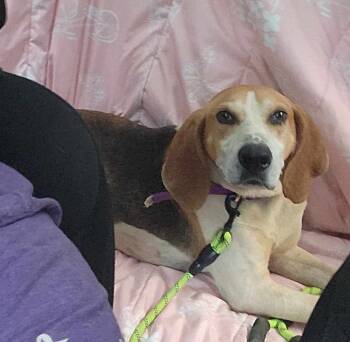 Rescue Hound Dogs for Adoption in Syracuse, New York - Melvin | PetCurious
