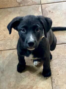 Rescue Terrier Dogs for Adoption in Cincinnati, Ohio - Bianca | PetCurious