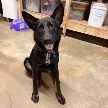 Dog-Windy Lane 7 (Cobra) -  German Shepherd Dog Dog for Adoption in Trenton, Georgia - Dog-Windy Lane 7 (Cobra) | PetCurious