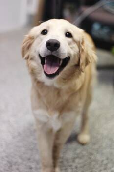 Golden Retriever Dogs Available for Adoption in Manchester, New Hampshire - Ginny In NH! Come Meet Our Adoptable Dogs Wednesday-Saturday. Mo | PetCurious