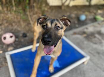 German Shepherd Dog Dogs Available for Adoption in Navarre, Florida - Ladybug  | PetCurious