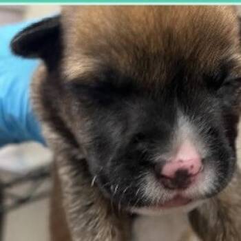 Bloodhound Dogs Available for Adoption in San Antonio, Texas - Crumb | PetCurious