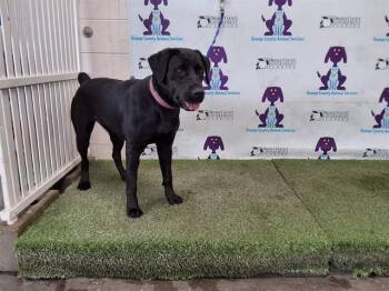 Labrador Retriever and Mixed Breed Dogs Available for Adoption - LADY WITTLETAIL | PetCurious