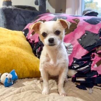 Millie -  Brussels Griffon and Chihuahua Dog for Adoption in Des Moines, Iowa - Millie | PetCurious