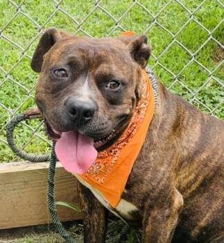 Dutch HW fee waived -  Pit Bull Terrier and Mixed Breed Dog for Adoption in Seneca, South Carolina - Dutch HW Fee Waived | PetCurious